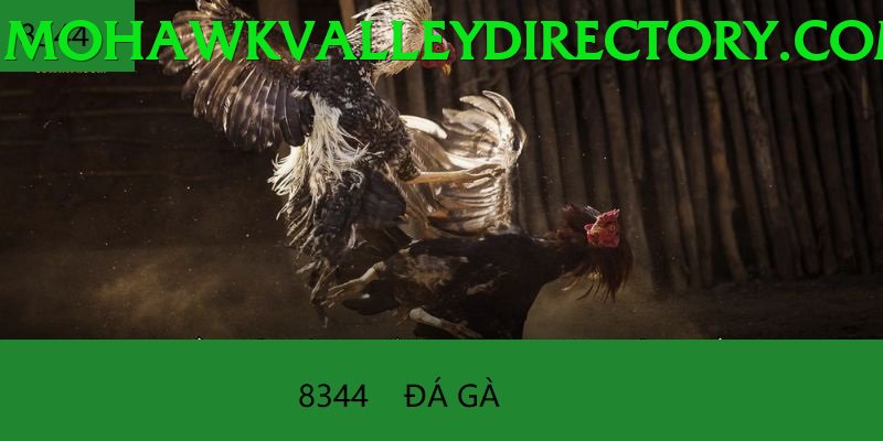 Đá Gà Trực Tiếp - Ưu đãi đặc biệt